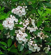 <p>Mountain laurel</p>