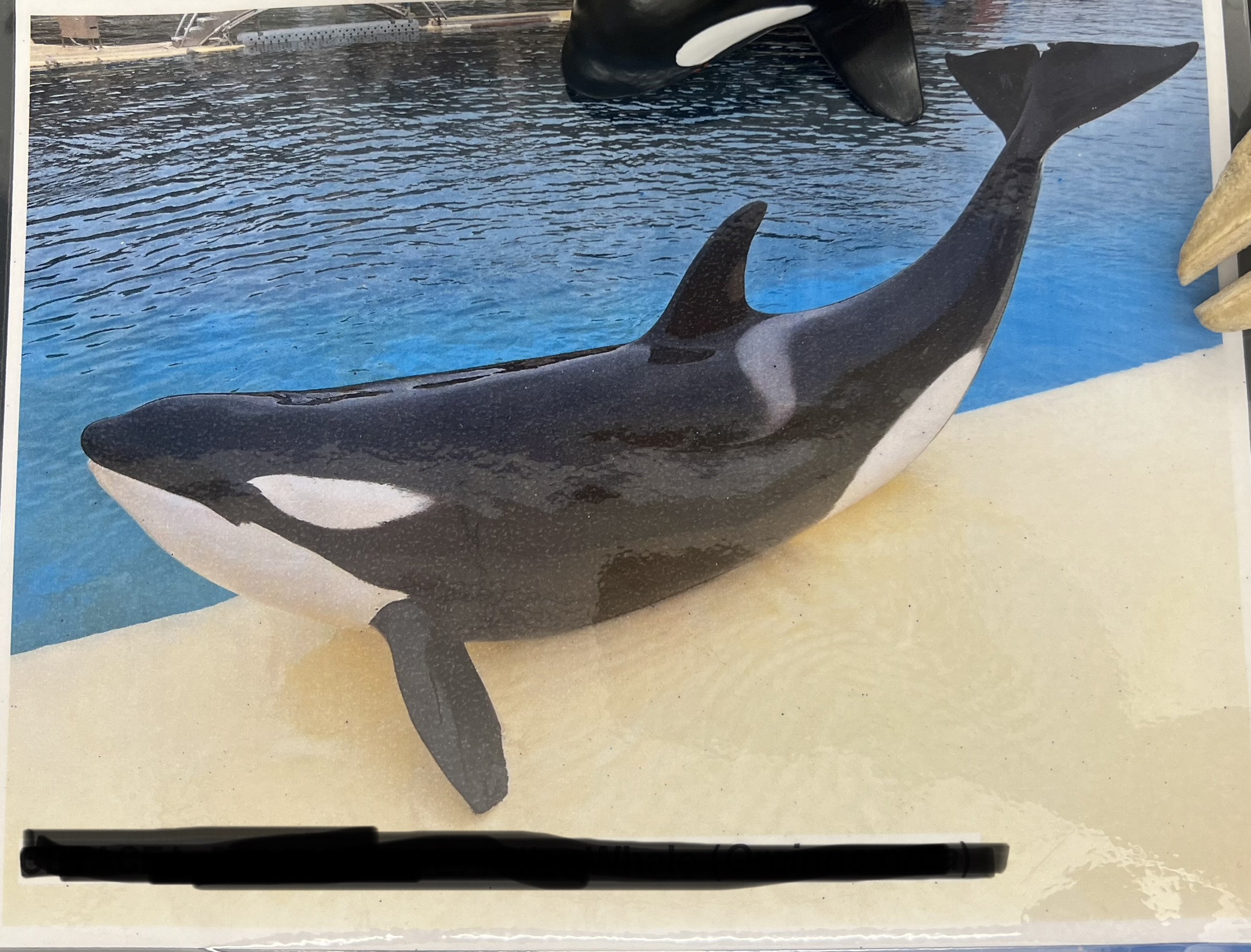 <p>Parvorder and Family?</p>