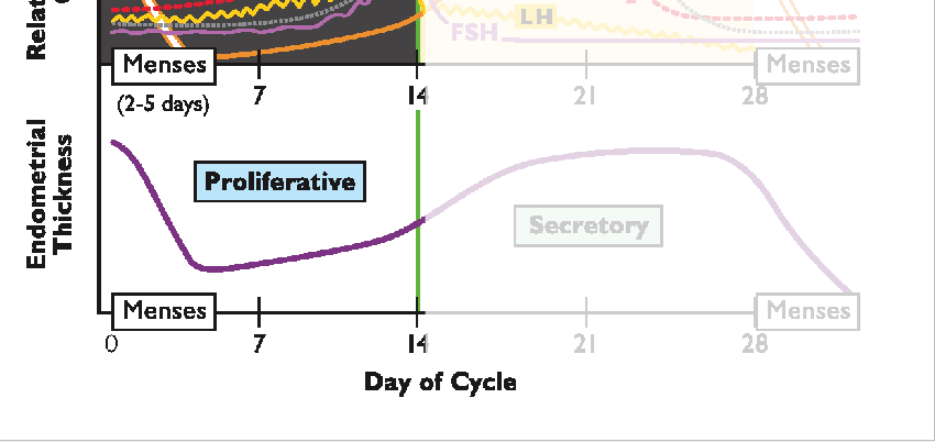 <p>In <strong>proliferative phase (follicular)</strong>, thickness low, but increasing</p><p><strong>In secretory phase (luteal), </strong>thickness high</p>