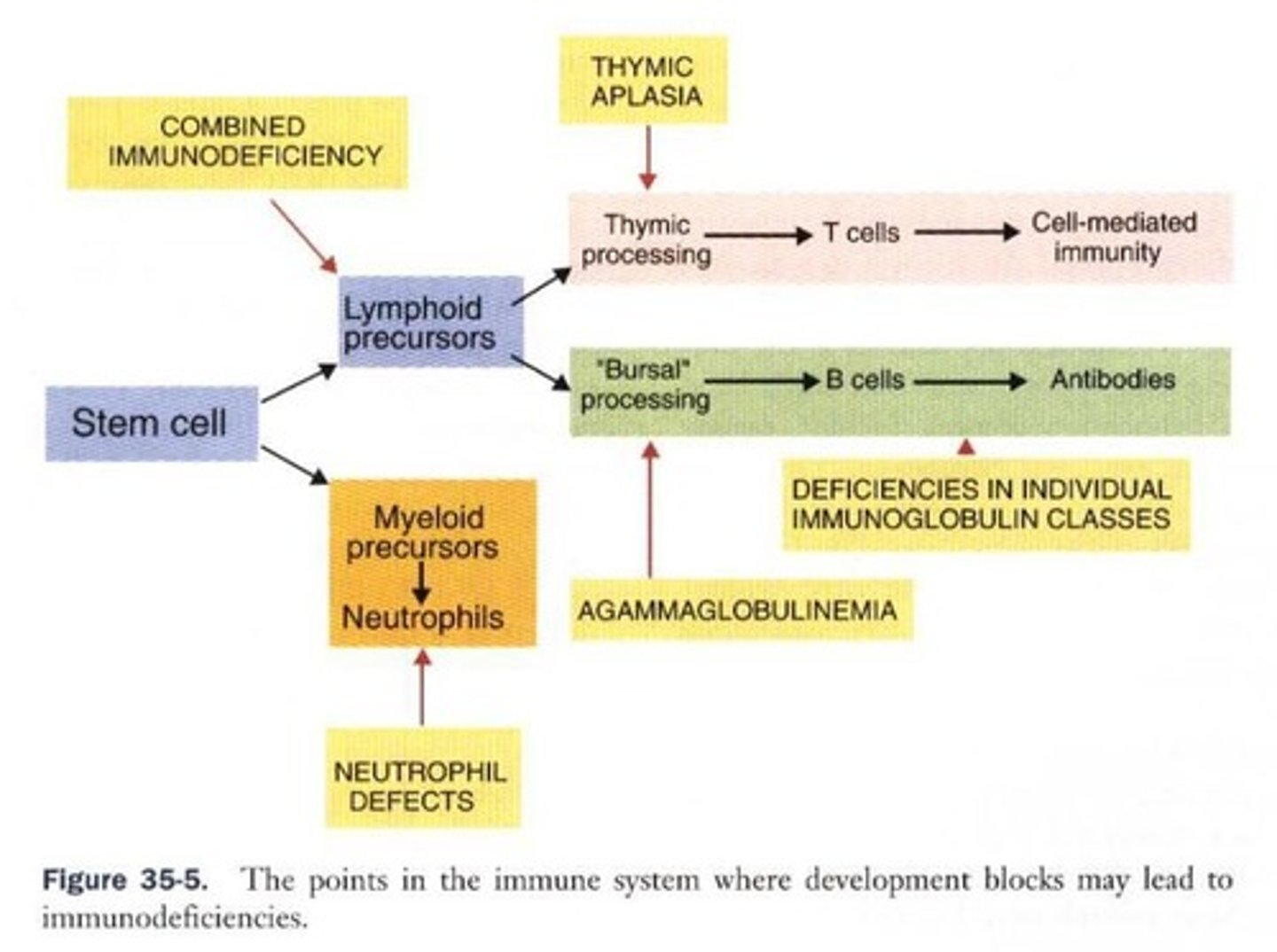 <p>It may lead to the development of autoimmune diseases due to improper immune cell maturation.</p>