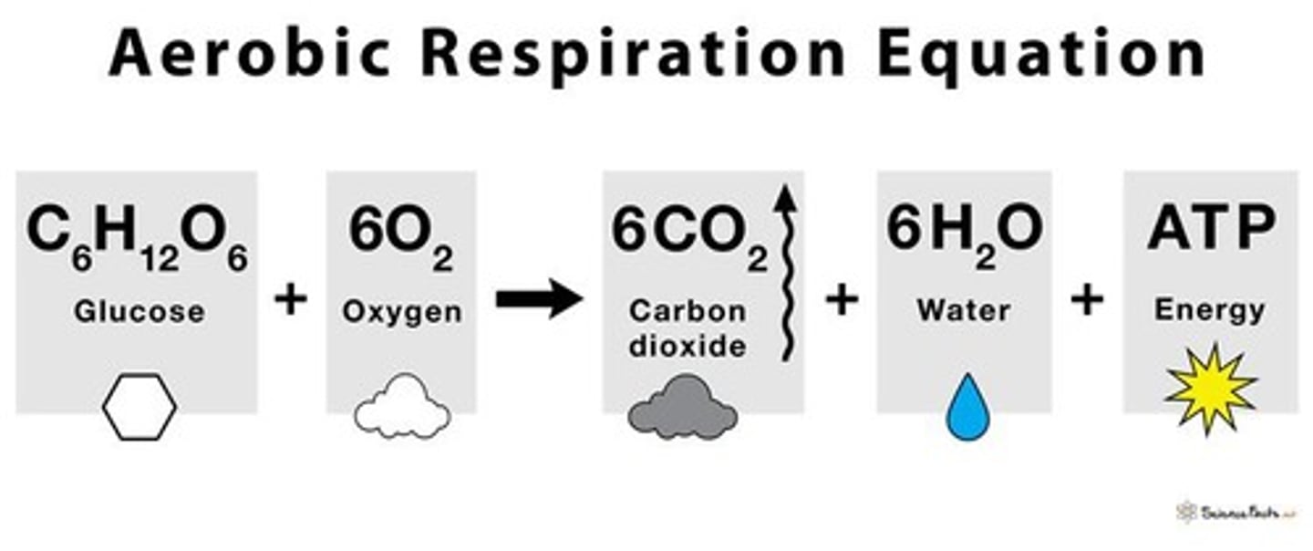<p>Cellular respiration is the process where oxygen is taken up and carbon dioxide is released to produce energy.</p>