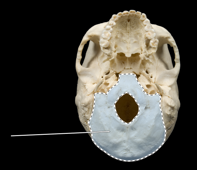 <p>Name this bone.</p><p>(Skull, inferior view).</p>