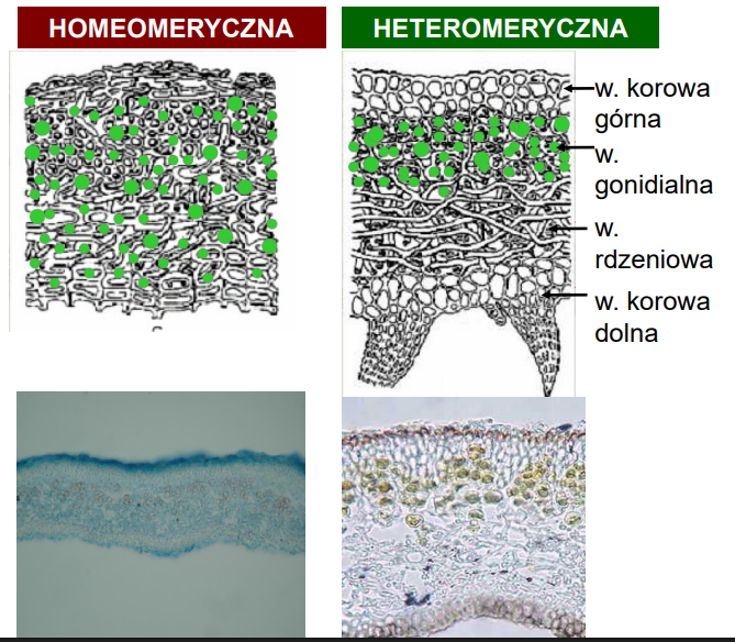 <p>homeomeryczna - bezładny rozrzut grzybni (która tworzy stelaż) i komórek glona</p><p>heteromeryczna - ułożona warstwami<br>-w. korowa górna (ściśle ułożona grzybnia)<br>-w. gonidialna (grzybnia luźniejsza, dużo komórek glona)<br>-w. rdzeniowa (luźno ułożona grzybnia - akumulacja wody)<br>-w. korowa dolna (często z chwytnikami)</p>