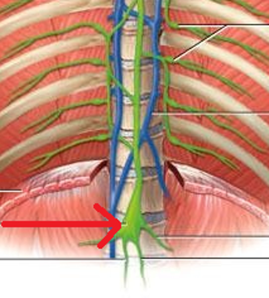 <p>an enlarged pouch on the thoracic duct that serves as a storage area for lymph moving toward its point of entry into the venous system</p>