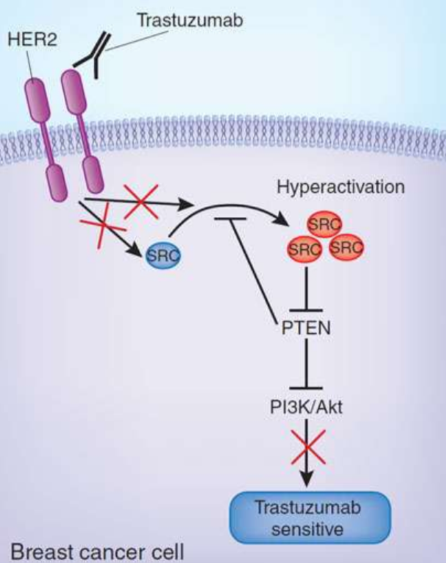 <ul><li><p>is an EGFR</p></li><li><p>inhibitors MOA:</p><ul><li><p>OVERALL—&gt;<strong> binds to HER2 RECEPTOR </strong><span style="color: red"><strong>COMPETITIVELY</strong></span><strong> AND BLOCKS DOWNSTREAM PHOSPHORYLATION</strong></p></li><li><p><strong>more specifically: Facilitates (helps) selective recognition/ OPSONIZATION of HER2+ cancer cells</strong></p></li></ul></li><li><p>Results:</p><ul><li><p>block receptor kinase activation</p></li><li><p>inhibit transcription</p></li><li><p>inhibit angiogenesis</p></li></ul></li></ul><p></p>