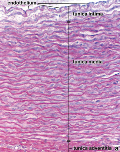 <p>what type of artery is this? elastic tunica media with 40-60 elastic lamellae and smooth muscle, absorb pulse and maintain even pressure</p>
