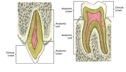 <ul><li><p>the tip of the tooth’s root</p></li><li><p>the hole that the pulp and nerves use to enter the alveolar process</p></li></ul><p></p>