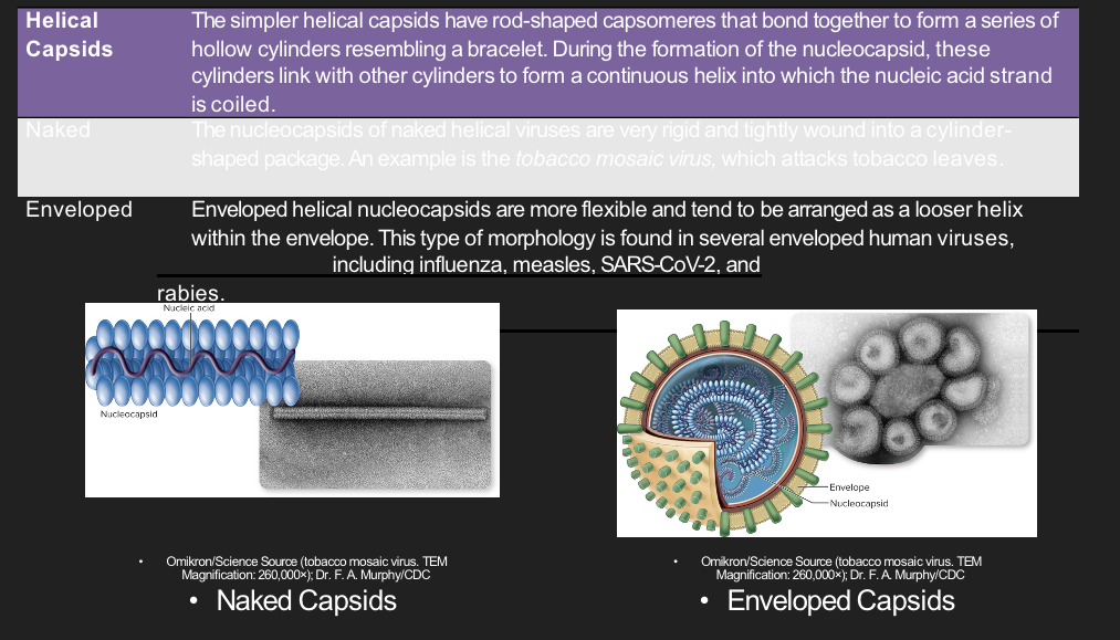 <ol><li><p>a capsid with rod-shaped capsomers that coil around the viral genome, forming a helix or spiral structure</p></li><li><p>the nucleic acid is located inside the hollow tub</p></li><li><p>found in many RNA viruses (e.g., influenza, rabies)</p></li></ol><p></p>