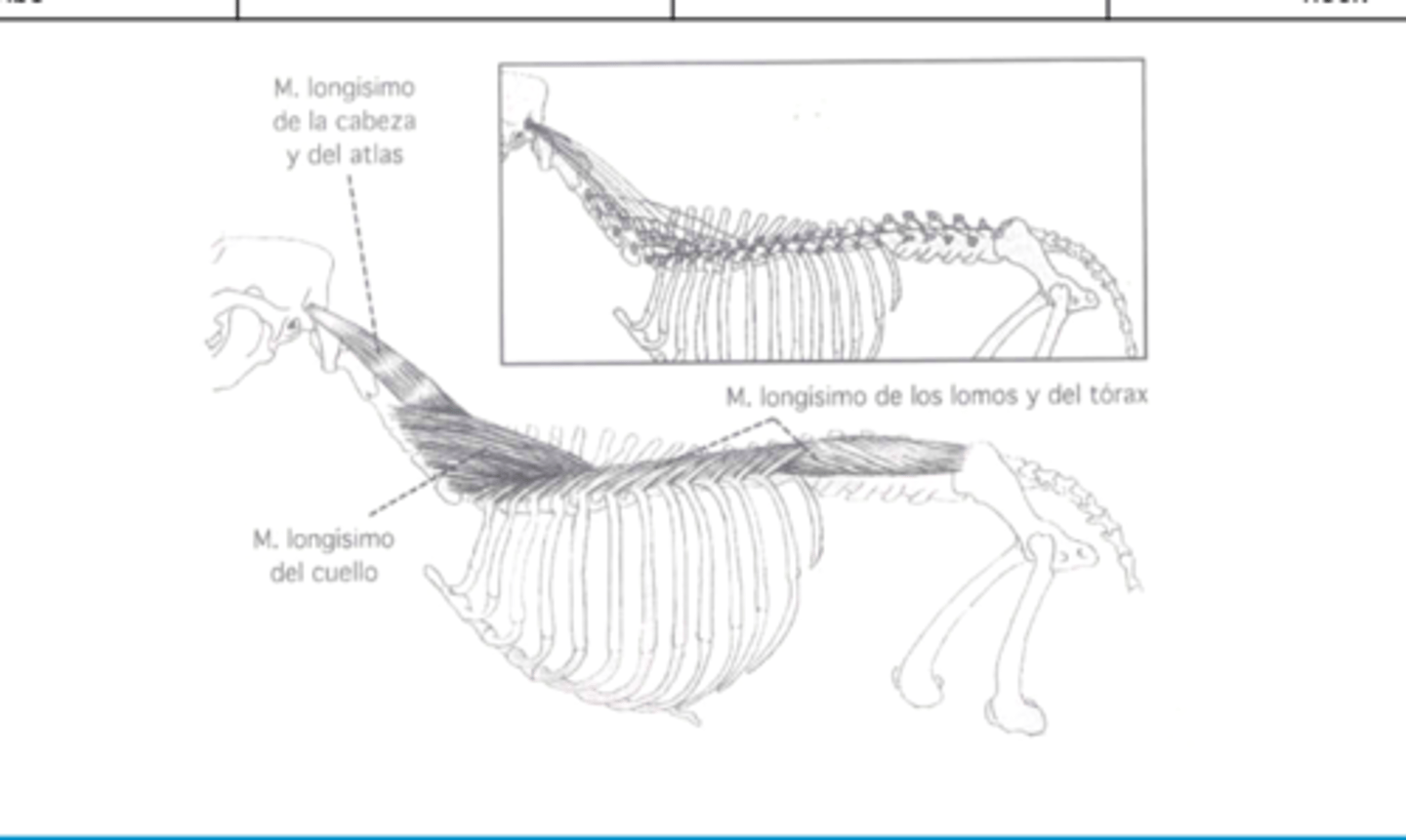 <p><span class="bgP">innervate :</span> dorsal thoracic, and lumbar spinal nerves</p><p><span class="bgP">function</span> :fixation and lateral flexion of the spine and raise the head and neck </p><p><span class="bgP">where</span> : occipital bone to hips</p>