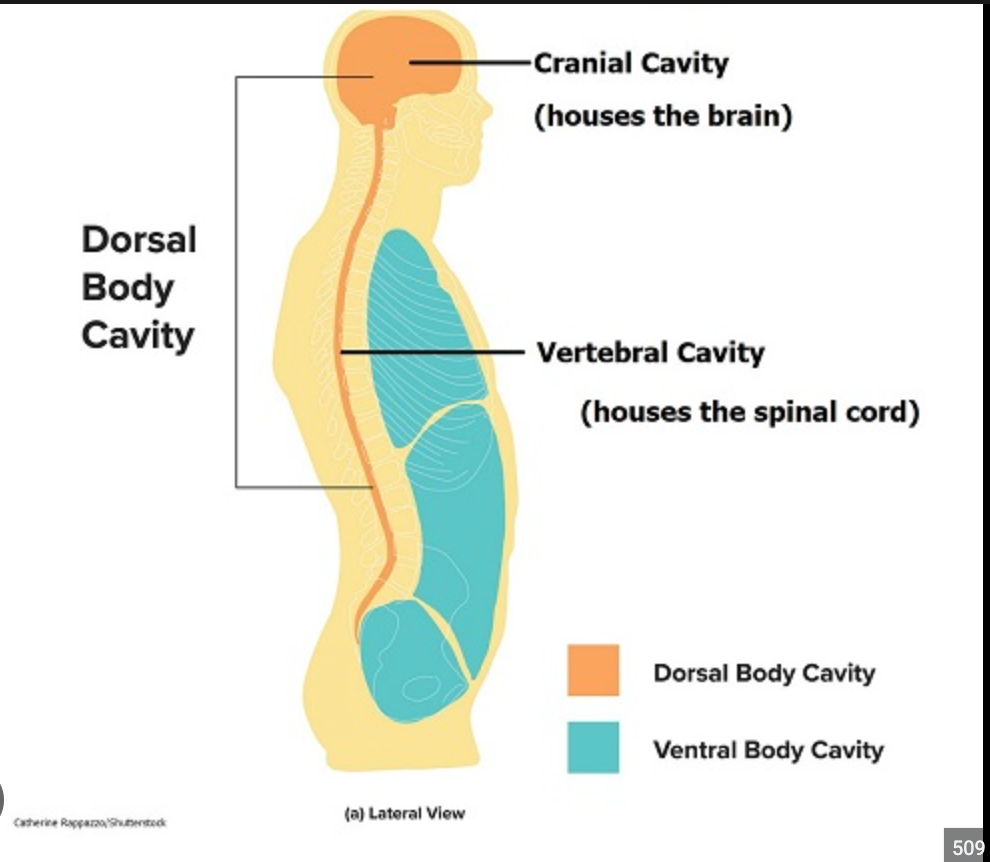 located within the skull, Surrounds and protects the brain
