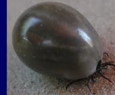 <ul><li><p>Cephalothorax + abdomen + 4 pairs</p></li><li><p>Mites, ticks, spiders, scorpions</p></li></ul><p></p>