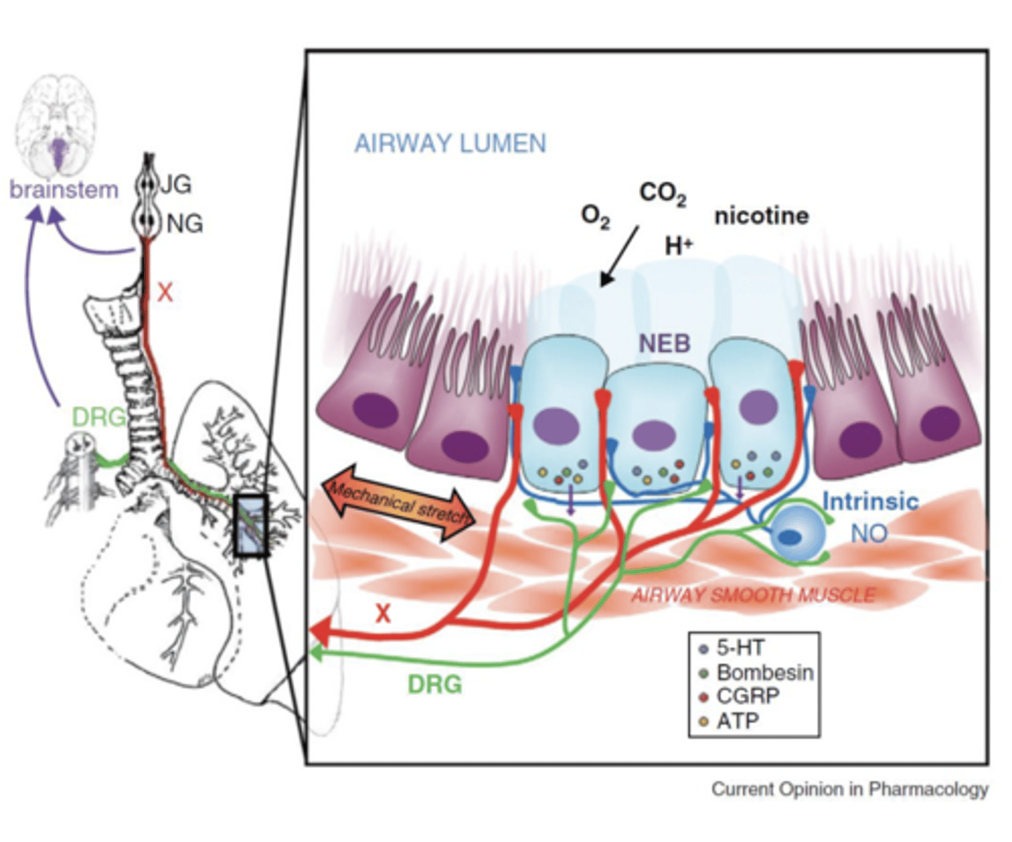 <p>Clusters of 5-15 Pulmonary Neuroendocrine Cells (PNECs), respond to stretch and potentially have a major O2 sensing role.</p><p>- located in airway bifurcations (branching points).</p><p>- Highly innervated, polymodal, respond to: MANY THINGS! hypoxia, mechanical stretch, nicotine and many other volatile compounds</p><p>** they are the first cell type in the lung to develop so thought of as a potential O2 sensor at birth **</p>