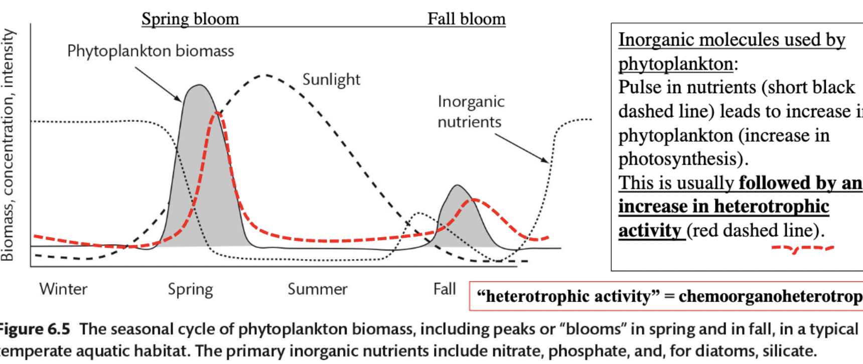 <p>This peak occurs in spring, where the increase in the nutrients used by phytoplankton results in a phytoplankton bloom, subsequently increasing heterotrophic activity.</p>