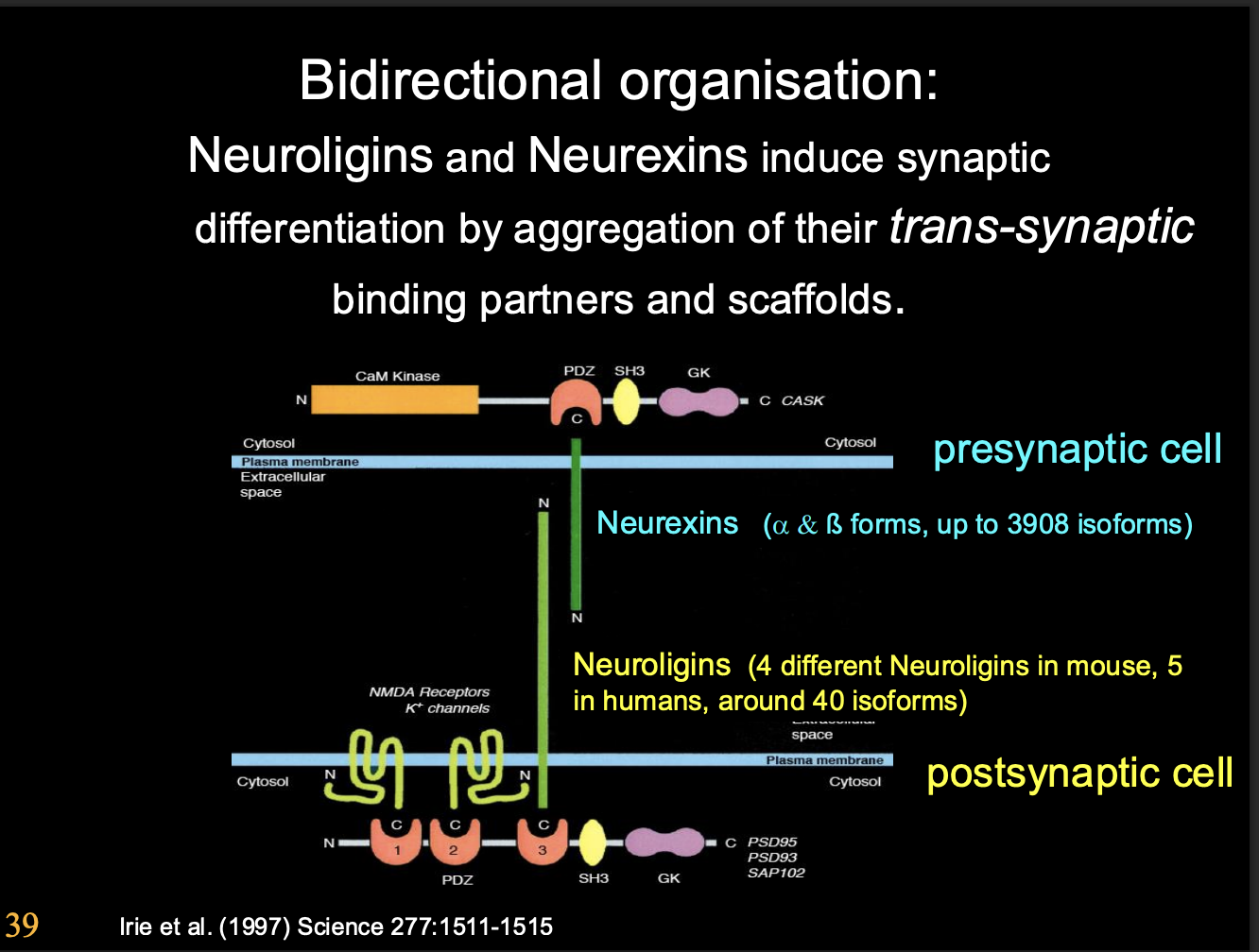 <ul><li><p>Neuoligins and neurexins</p></li></ul><p></p>