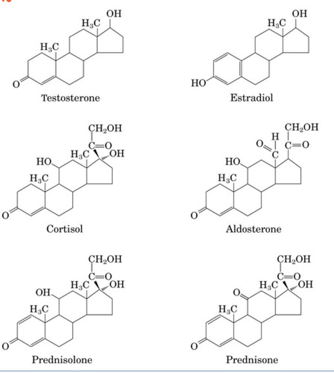 <p>Major class of lipids that are made out of isoprene unit </p><p>-Bile acids/salts</p><p>-membranes</p><p>-<strong>hormones --&gt; testosterone, estradiol, cortisol, aldosterone, prednisolone, prednisone</strong></p><p>-cofactors</p><p>-fat soluble vitamins</p><p></p><p></p>