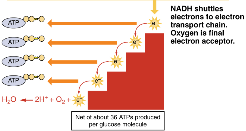<p>NAD+, NADH, FAD, and FADH<sub>2</sub></p>