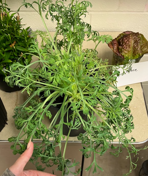 <ul><li><p>blue-green appearance</p></li><li><p>flower will be orange and yellow</p><ul><li><p>breeding breakthroughs led to different colors</p></li></ul></li></ul><p></p>