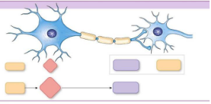 <p>What are the parts of a neuron?</p>