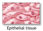 <ol><li><p>Closely joined</p></li><li><p>Cuboidal (like dice), Columnar (like bricks on end) or Squamous (like floor tiles)</p></li><li><p>Simple (single cell layer), Stratified (multiple tiers of cells), or  Pseudostratified (a single layer of cells varying length)</p></li></ol>
