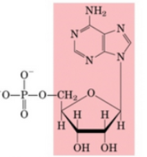 <p>What Nucleotide</p>