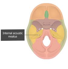 <p>internal acoustic meatus</p>