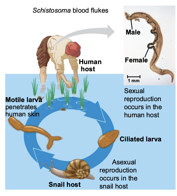 <p>What is class Trematoda (flukes) and what do they do?</p>