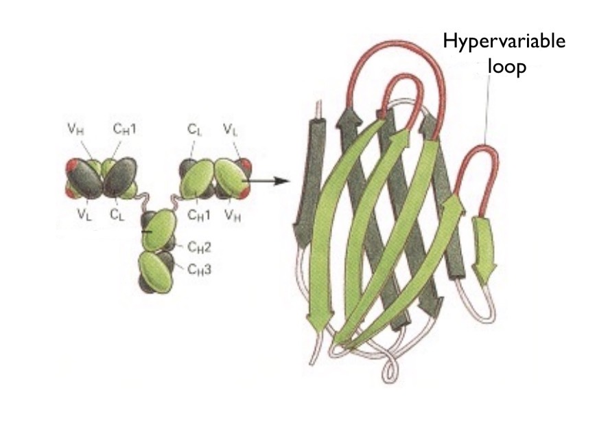<p>Where antigens bind. Created through beta sheets with loops. Lots of variation within loops which make it hyper variable</p>