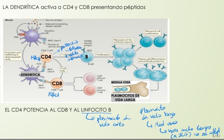 <ul><li><p><strong>Vacunacion</strong> <u>estimula</u> al sistema inmune exponiendo antígenos del patógeno con el fin de generar <u>celulas memoria</u> (Linfoide primario médula y timo // Tejido linfoide secundario ganglios bazo malt)</p></li></ul><p>1) Celulas epiteliales liberan <strong><u>alarminas</u></strong></p><p class="has-focus">2) Aumentan permeabilidad de vasos</p><p class="has-focus">3) Neutrofilos, macrofagos van hacia zona inflamada, liberan citoquinas</p><p class="has-focus">4) Dendriticas se activan y maduran, endocitan el AG proteico para llevarlo al ganglio linfático</p><p class="has-focus">EN EL GANGLIO LINFATICO</p><ul><li><p class="has-focus"><span data-name="plus" data-type="emoji">➕</span>️ CD4 y CD8 → efectores y celulas memoria de Vida larga</p></li></ul><ul><li><p class="has-focus">CD4 ayudan a linfocitos B: Hipermutación Somática y cambio de clase.</p></li></ul><p class="has-focus"></p><p class="has-focus">Vacunas inducen mecanismos efectores (controlan patogenos o inactivan sus toxicos)</p>