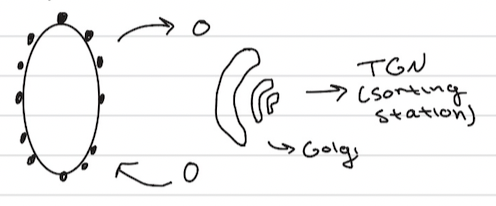 <ul><li><p>targets sequence is the COO- end</p></li></ul><ol><li><p><span>proteins enter through nuclear pores, 30 proteins</span></p></li><li><p><strong><span> </span></strong><span>make < 40,000v  + nations - differs</span></p></li><li><p><span>others need to be imported </span></p></li><li><p><span>imported as as FC + De</span></p></li><li><p><span>NLS = nuclear location signal impotrin</span></p></li></ol><p></p>