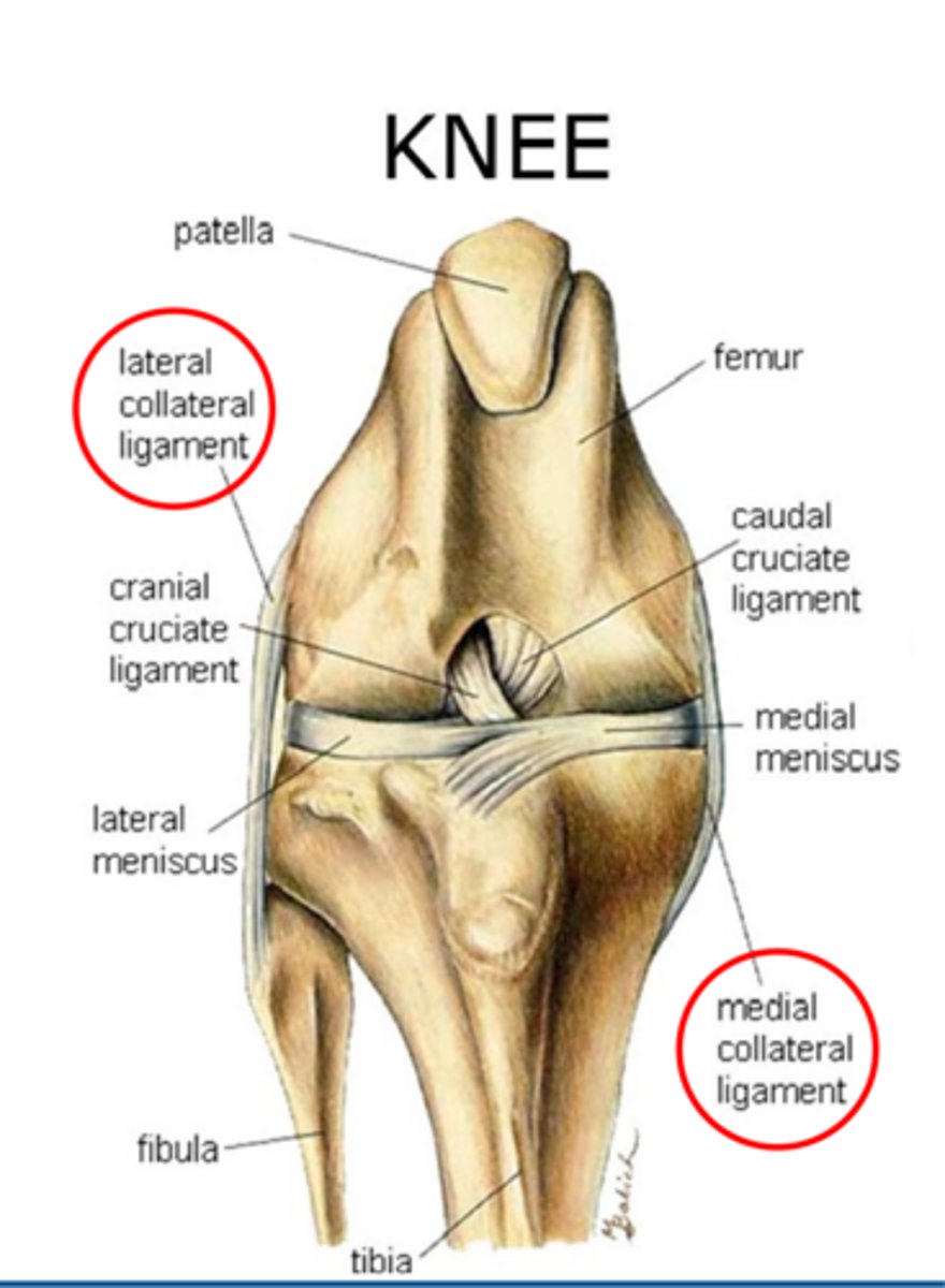<p>the stifle is (extended/flexed) to examine for collateral injury during PE</p>