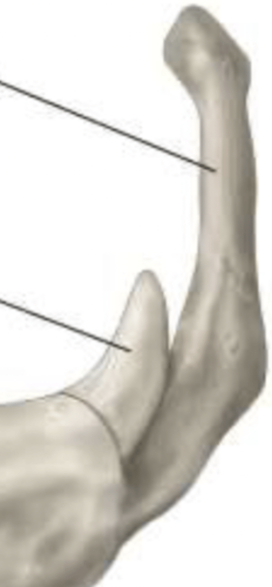 <p>top</p><p>greater horns (greater cornua)</p><p>lesser horns (lesser cornua)</p><p>bottom</p>