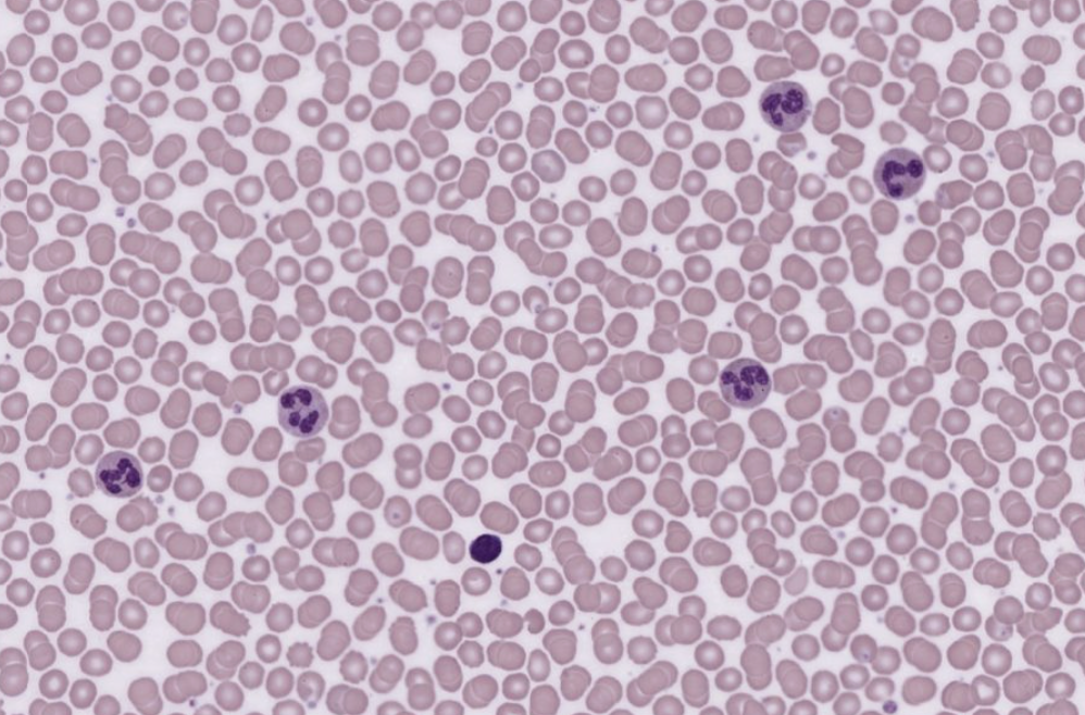 <ol><li><p>What tissue is this?</p></li><li><p>Where can it be found?</p></li><li><p>What is its function?</p></li></ol><p></p>