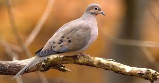 <p>What bird is this?</p>