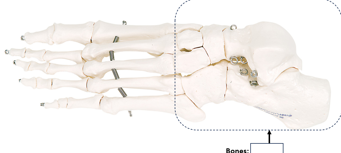 <p>What bone structure is this?</p>