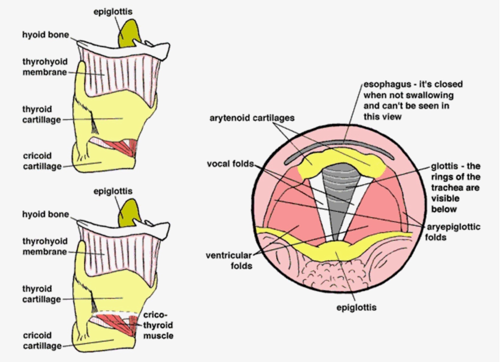 <ol><li><p><strong>Cricoid cartilage -</strong> As the top ring of the trachea, the cricoid cartilage is shaped like a signet ring, wider in the back than the front.</p></li><li><p><strong>Thyroid cartilage -</strong> the thyroid cartilage fits over the cricoid cartilage, and is hinged so that it can slightly rock forward and downward. The thyroid cartilage comes to a point in the front; this point is termed the thyroid notch, but is commonly called the Adam's Apple. The vocal folds attach at the inside of the thyroid notch.</p></li><li><p><strong>Arytenoid cartilages -</strong> These sit atop the back of the cricoid cartilage and hold the back end of the vocal folds. The arytenoid cartilages can rock, glide, and pivot, thus controlling the movement of the vocal folds.</p></li><li><p><strong>Vocal Folds -</strong> These remarkable structures provide a valve for the airway and also vibrate to produce the voice. The vocal folds are multilayered structures, consisting of a muscle covered by a mucosal covering.</p></li><li><p><strong>Glottis -</strong> This is the space between the two vocal folds. When the vocal folds adduct, the glottis closes; when the vocal folds abduct, the glottis opens. The adjectives "glottal" and "glottic" are used to describe many aspects of vocal fold movement. The glottis opens and closes during vibration. Refer to the corresponding pictures.</p></li><li><p><strong>Epiglottis -</strong> This soft cartilage serves as part of the protective swallowing mechanism. It folds backward over the glottis during a swallow so that food and liquids do not go into the lungs. It is not involved in normal voice production.</p></li><li><p><strong>Hyoid Bone -</strong> This horseshoe-shaped bone is positioned slightly above the thyroid cartilage and is the only bone in the body not connected to any other bone. The hyoid bone provides the attachment for many of the muscles of the tongue, jaw, and neck.</p></li></ol><p></p><p><a target="_blank" rel="noopener noreferrer nofollow" class="link" href="https://med.umn.edu/ent/patient-care/lions-voice-clinic/about-the-voice/how-it-works/anatomy" data-prevent-progress="true">https://med.umn.edu/ent/patient-care/lions-voice-clinic/about-the-voice/how-it-works/anatomy</a></p><p></p>