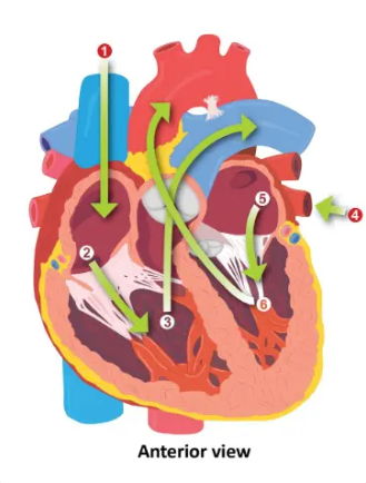 Display understanding of the path by which blood flows through the heart