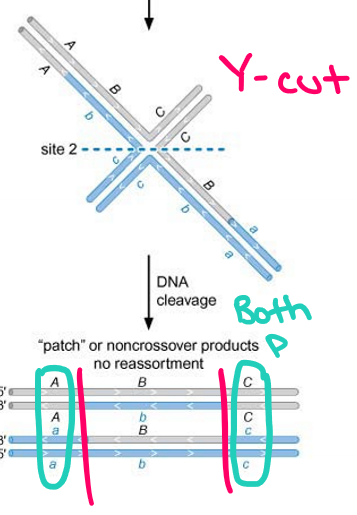 <p>Horizontal mode of resolution (Y-cuts): nicks occur in the two strands that have a mixture of regions from both parental and the DNA strand</p><ul><li><p>Patched products: non-crossover whereby alleles of genes flanking the DSB remain parental (A-C and a-c)</p></li></ul><p></p>