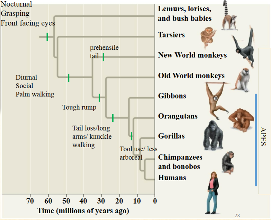 <p>These are morphological traits.<br>Ancestral traits existed in an<br>ancestor (and often in the<br>descendant)<br>Derived traits are in the<br>descendent (and not in the<br>ancestor). Is a tough rump an<br>ancestral or derived trait for the<br>apes?<br>A. Ancestral<br>B. Derived<br>C. Neither</p>