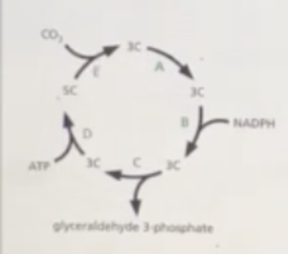 <p><span style="background-color: transparent;"><span>In this simplified diagram of the reactions of the carbon-fixation cycle, which step consumes ATP?</span></span></p><p><span><span>A. A</span></span></p><p><span style="background-color: transparent;"><span>B. B</span></span></p><p><span style="background-color: transparent;"><span>C. C</span></span></p><p><span><span>D. D</span></span></p>