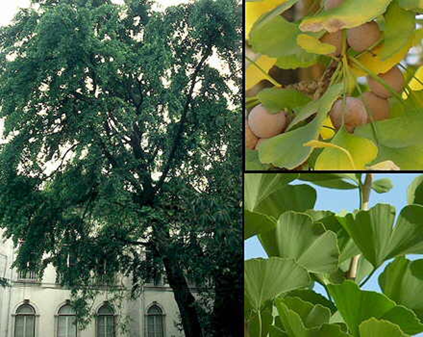 <p>a large tree with fan-shaped leaves.</p>