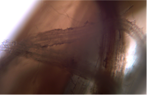 <p>(Ectotrophic) runner hyphae</p>