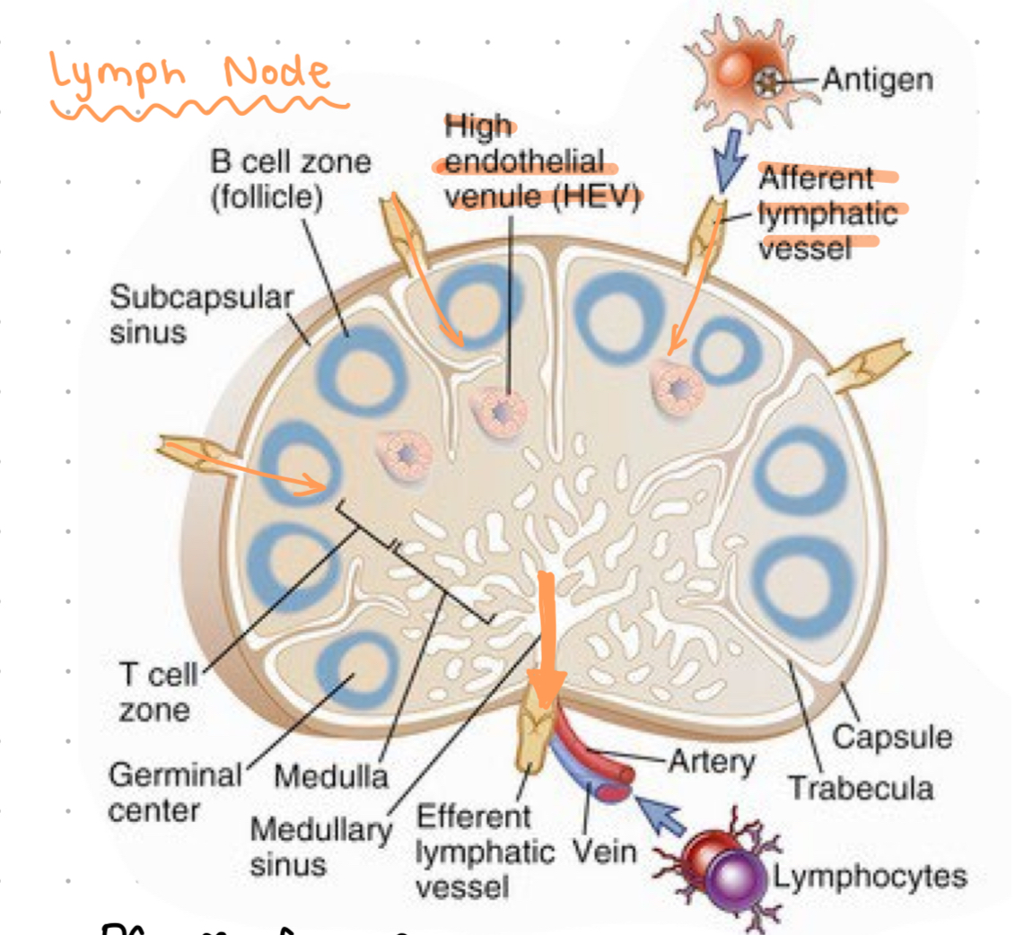 <p>DC travel from periphery to the _____. </p><p>HEV = specialised vessels which connect lymph to blood </p><p>only DCs can activate naive T cells </p>