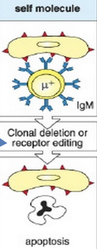 <p>failure due to various mechanisms leads to the activation of self-reactive B or T cells</p>