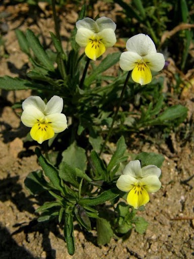 <p>Viola arvensis - Violaceae</p>