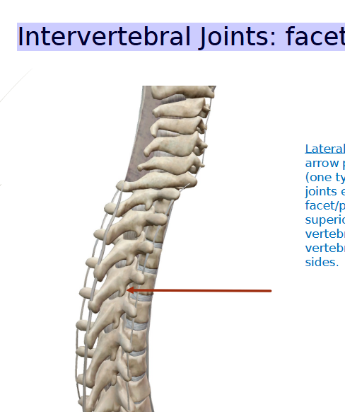 <p><strong>Intervertebral <u>FACET </u>joints of <u>CEREVICAL SPINE (</u>several) </strong></p>
