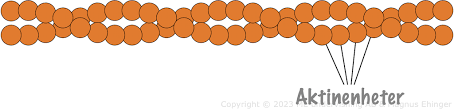 <ul><li><p>Uppbygd av proteinet aktin i en dubbelhelix</p></li><li><p>Kan snabbt förlängas/förkortas =&gt; rörelse</p></li><li><p>Samlade vid ytterkanten av cellen</p></li><li><p>Har stor roll i muskelfunktionen hos däggdjur</p></li></ul><p></p>