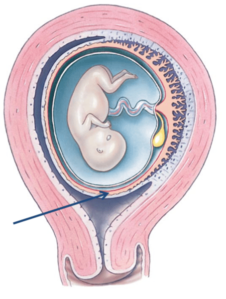 <p>develops into the placenta</p>