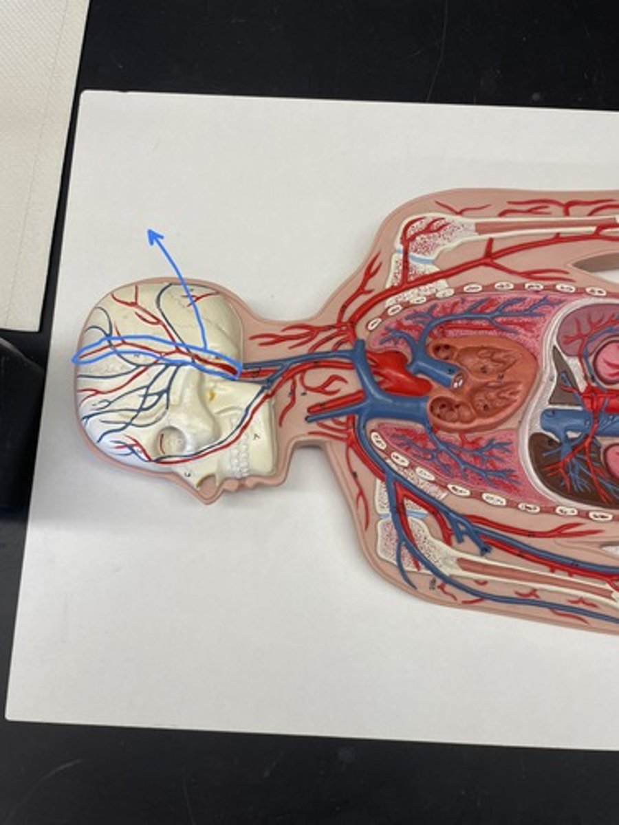 <p>artery that supplies blood to the muscles of the front, side, and top of the head</p>