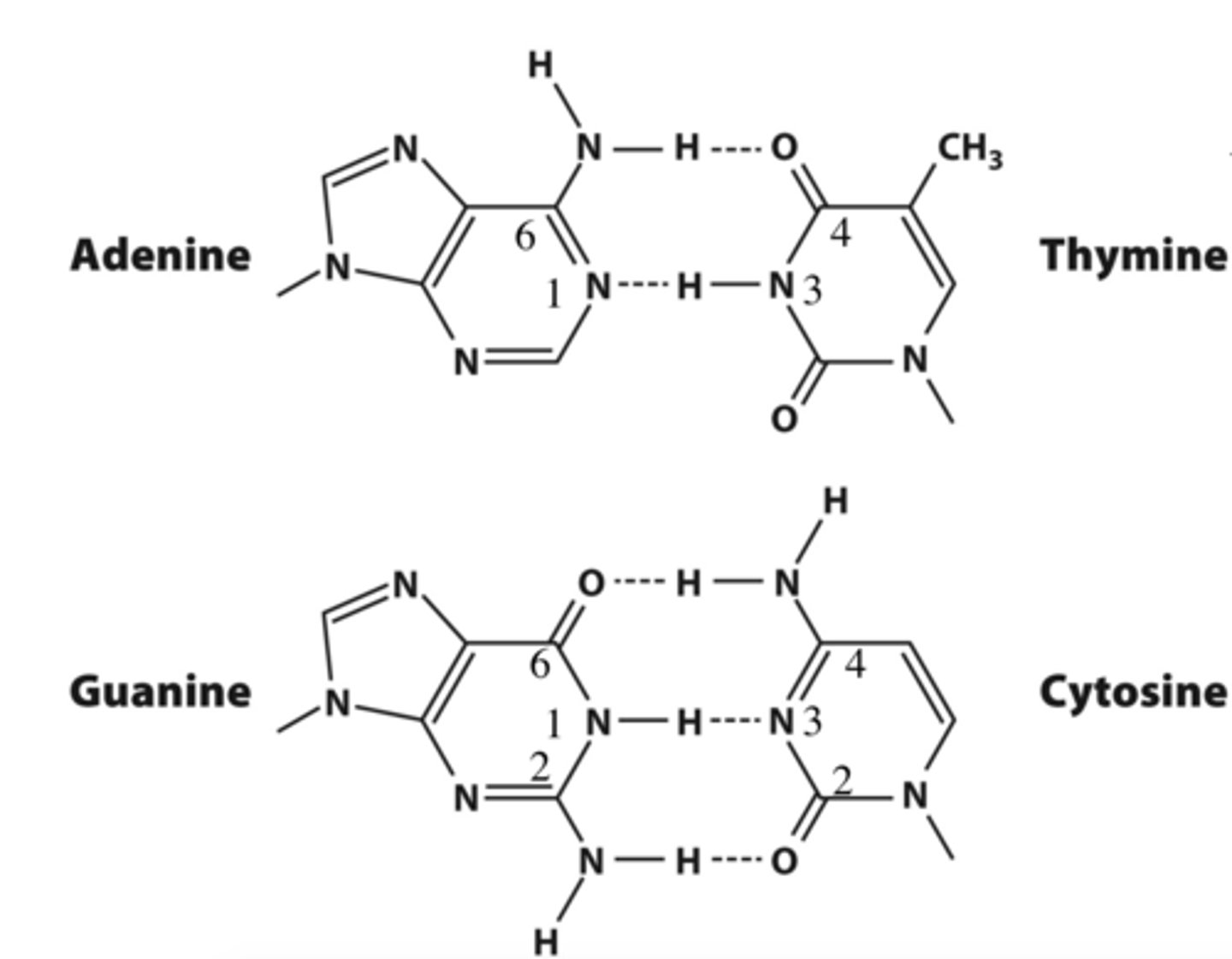 <p>CG 3 H BONDS</p><p>AT 2 H BONDS</p>
