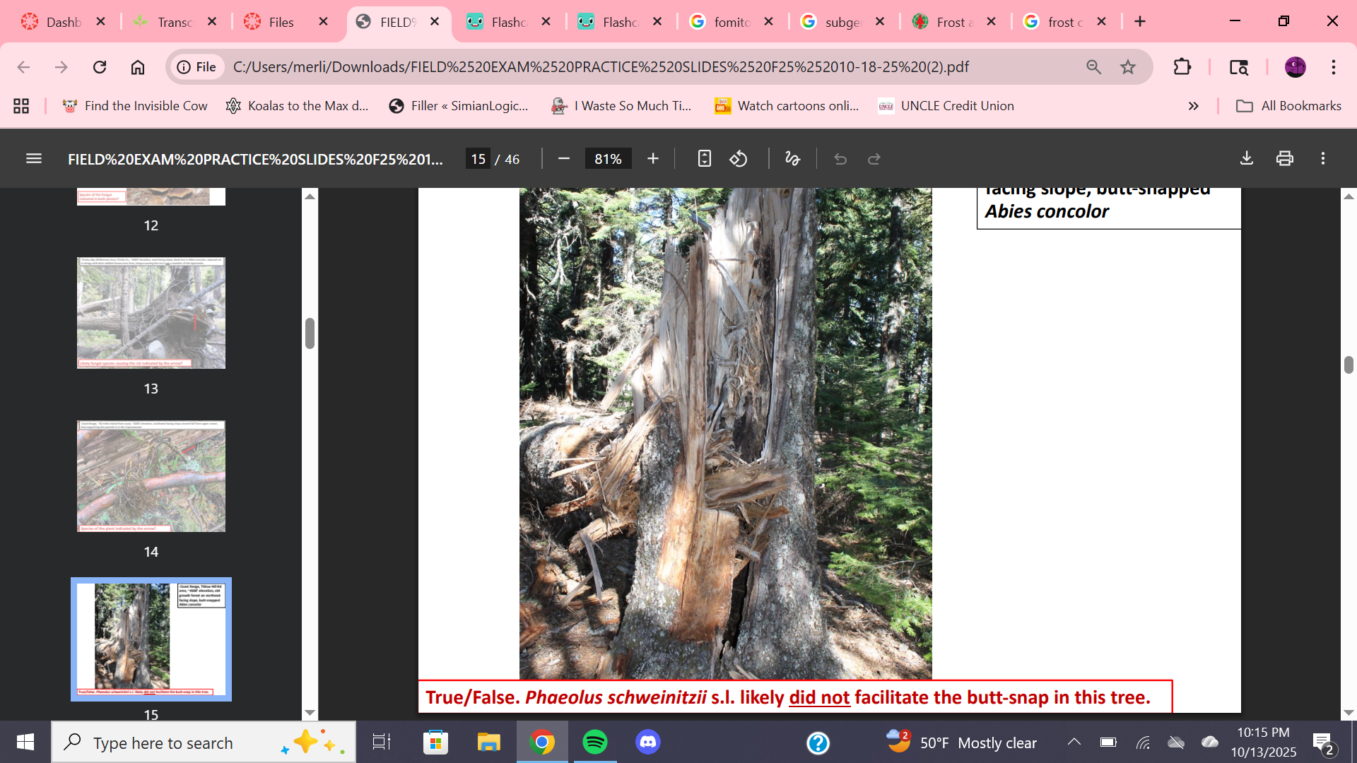 <p>Did phaeolus schweinitzii cause butt snap in this tree?</p>